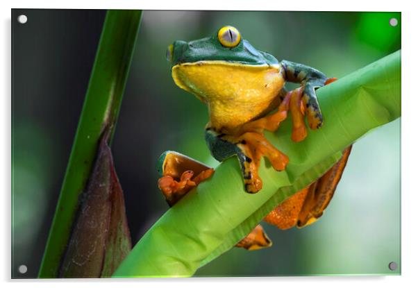 Splendid Leaf Frog Acrylic by Arterra 