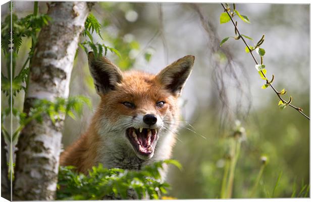 Angry like a fox Canvas Print by Simon Wrigglesworth