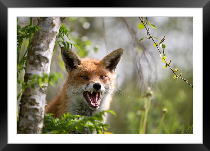 Angry like a fox Framed Mounted Print by Simon Wrigglesworth