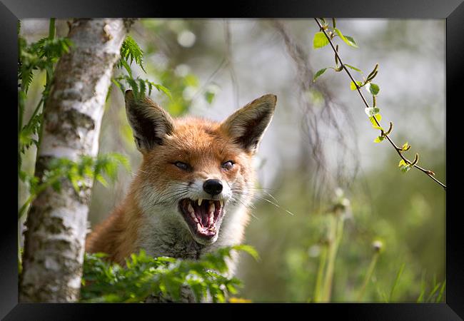 Angry like a fox Framed Print by Simon Wrigglesworth