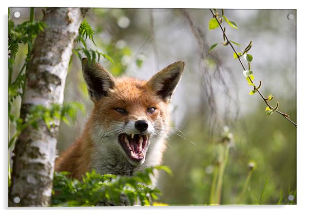 Angry like a fox Acrylic by Simon Wrigglesworth