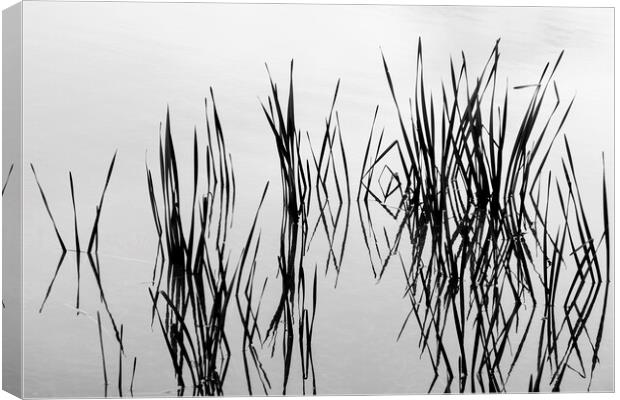 Reeds in water Canvas Print by Phil Crean