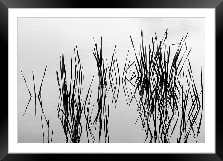 Reeds in water Framed Mounted Print by Phil Crean