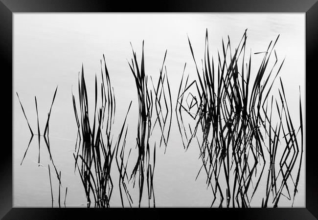 Reeds in water Framed Print by Phil Crean