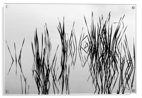 Reeds in water Acrylic by Phil Crean