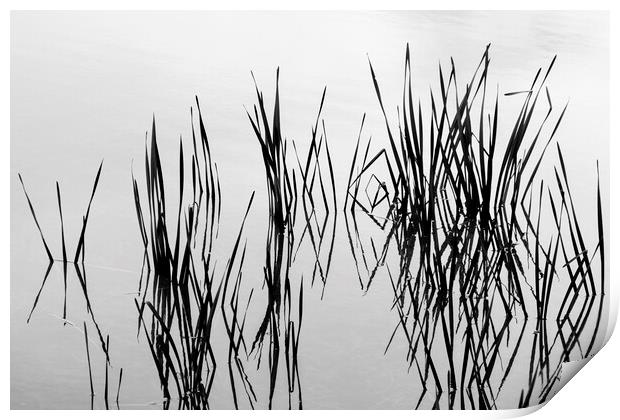 Reeds in water Print by Phil Crean