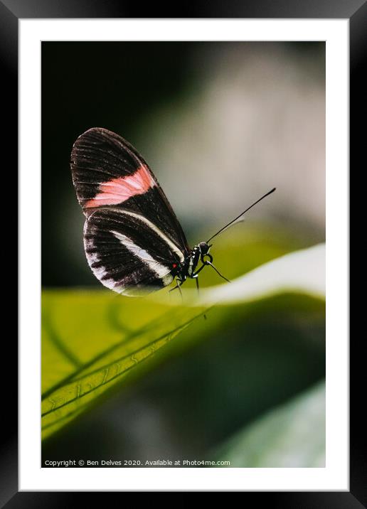 Postman butterfly resting Framed Mounted Print by Ben Delves