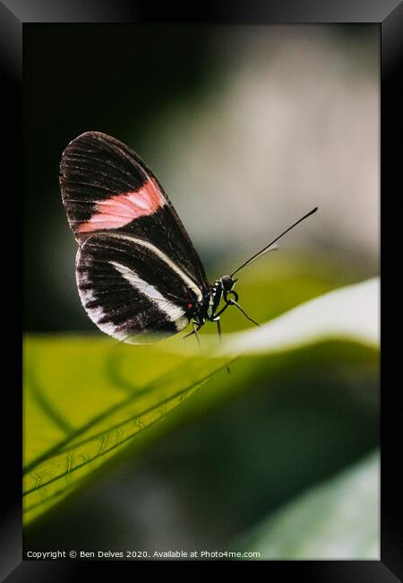 Postman butterfly resting Framed Print by Ben Delves
