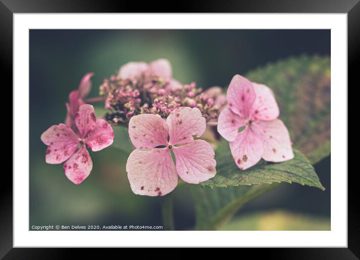 Small pink petals Framed Mounted Print by Ben Delves