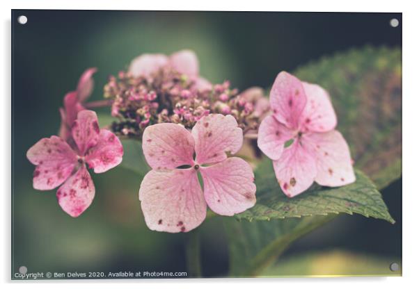 Small pink petals Acrylic by Ben Delves