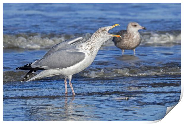 Herring Gull Calling Print by Arterra 