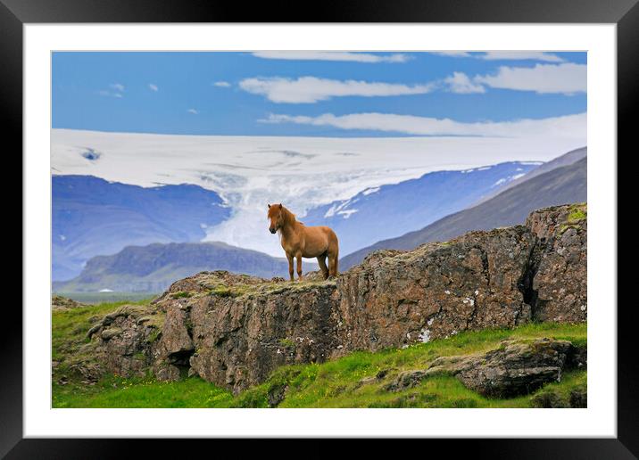 Icelandic horse Framed Mounted Print by Arterra 