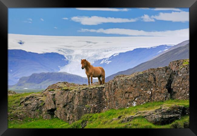 Icelandic horse Framed Print by Arterra 