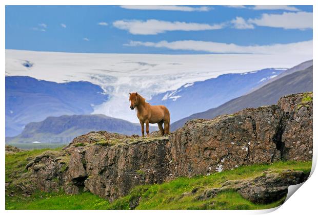 Icelandic horse Print by Arterra 
