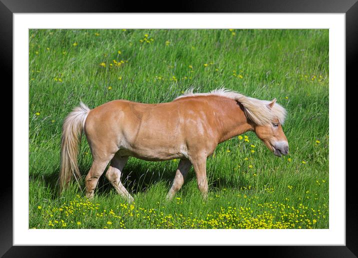 Palomino Icelandic Horse Framed Mounted Print by Arterra 