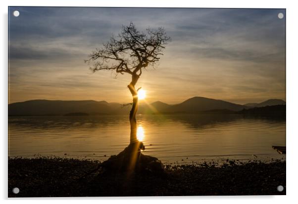 Lone Tree Sunburst Acrylic by Samuel Kerr