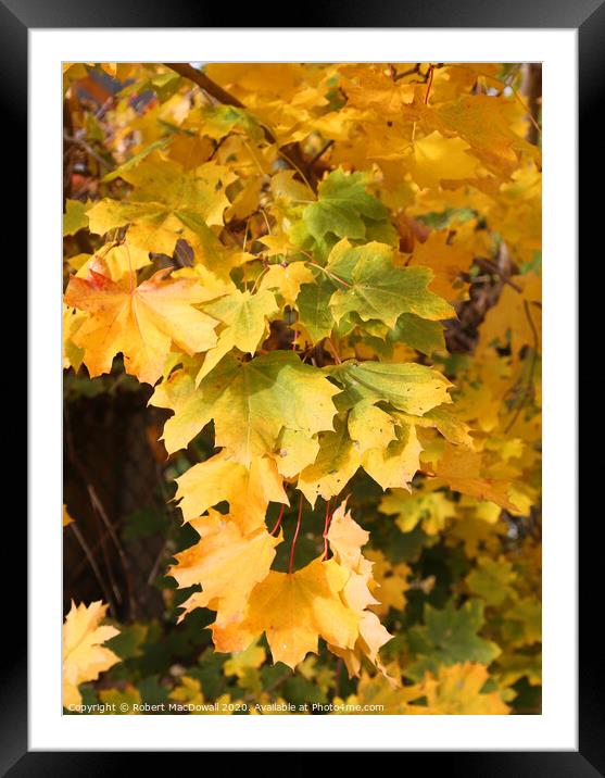 Autumn leaves - 1 Framed Mounted Print by Robert MacDowall