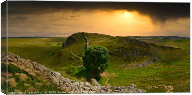 Stunning Sycamore Gap Panoramic Canvas Print by Tracey Turner
