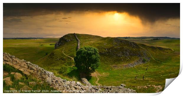 Stunning Sycamore Gap Panoramic Print by Tracey Turner