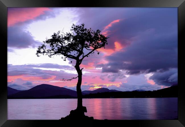 Lone Tree Sunset 2 Framed Print by Samuel Kerr