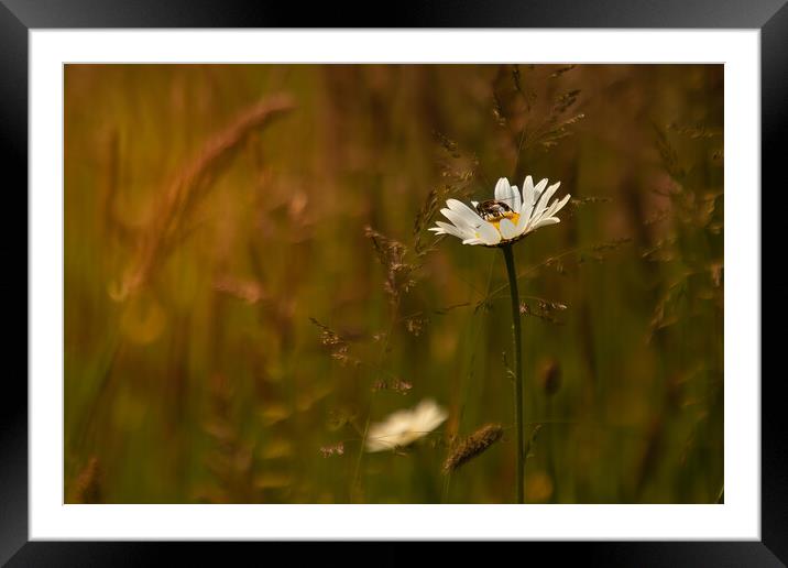 The wasp and the flower in an English meadow Framed Mounted Print by Andy Dow