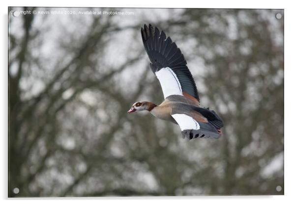 Egyptian goose in flight Acrylic by Kevin White