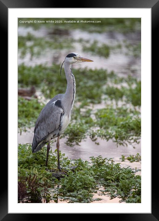 Heron by pond Framed Mounted Print by Kevin White