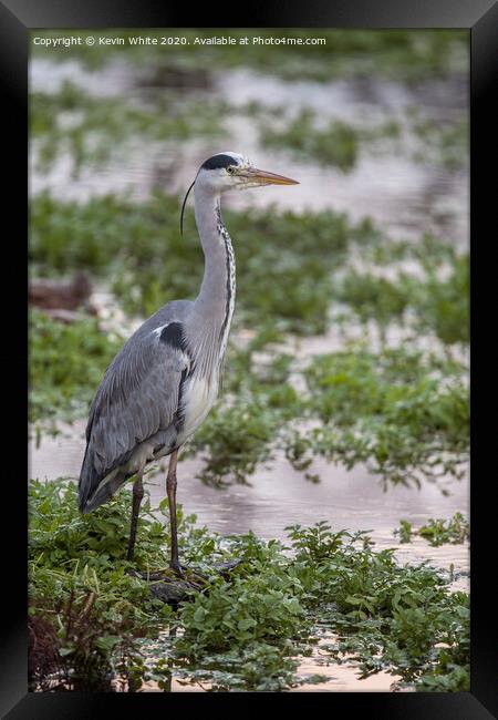 Heron by pond Framed Print by Kevin White