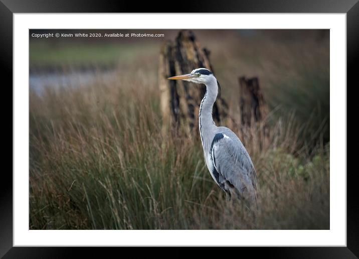 Heron in the reeds Framed Mounted Print by Kevin White