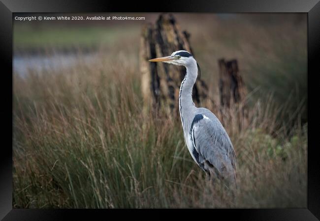 Heron in the reeds Framed Print by Kevin White