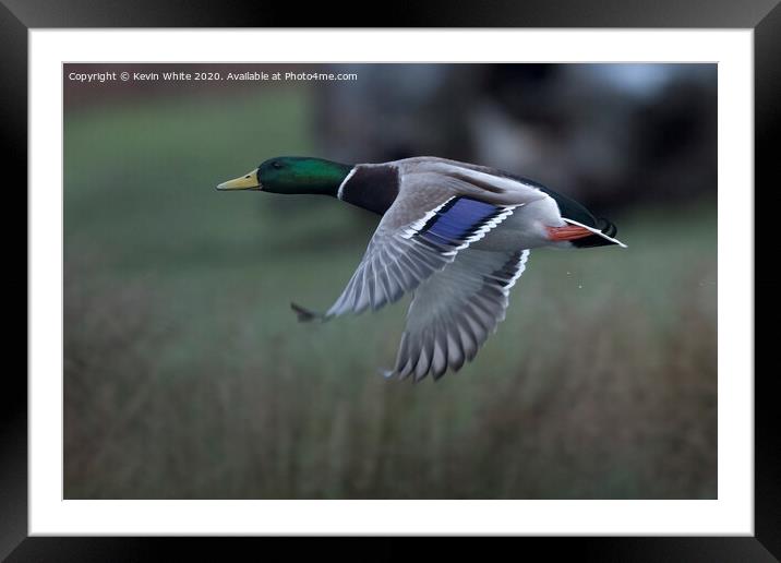 Mallard duck in flight Framed Mounted Print by Kevin White