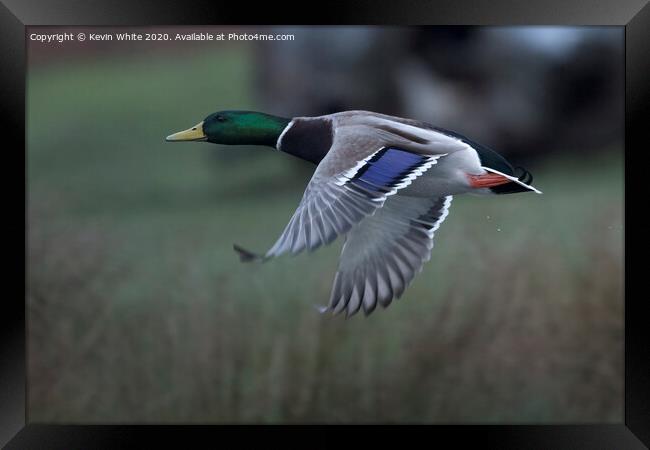 Mallard duck in flight Framed Print by Kevin White