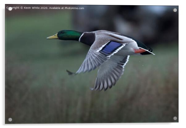 Mallard duck in flight Acrylic by Kevin White