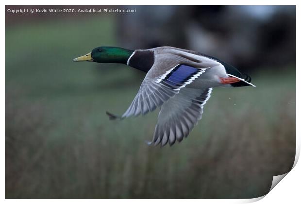 Mallard duck in flight Print by Kevin White