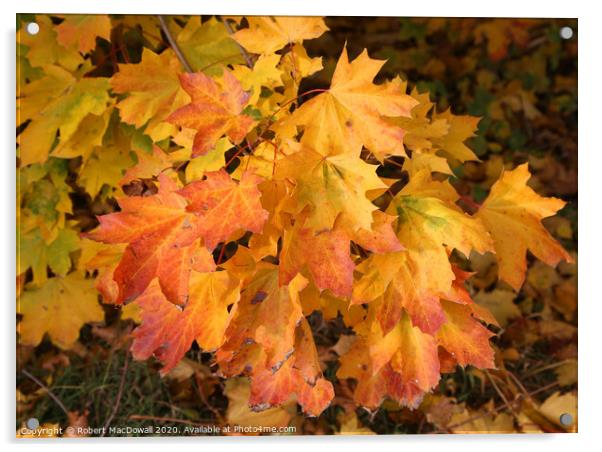 Autumn leaves - 2 Acrylic by Robert MacDowall