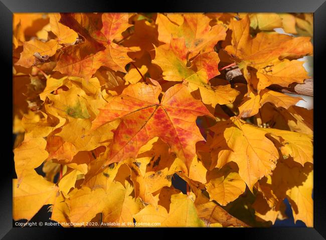 Autumn leaves - 4 Framed Print by Robert MacDowall