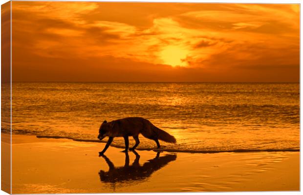 Red Fox on the Beach at Sunset Canvas Print by Arterra 