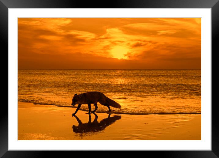 Red Fox on the Beach at Sunset Framed Mounted Print by Arterra 