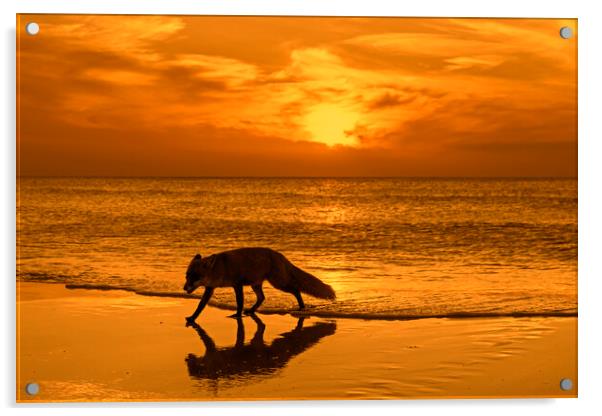 Red Fox on the Beach at Sunset Acrylic by Arterra 