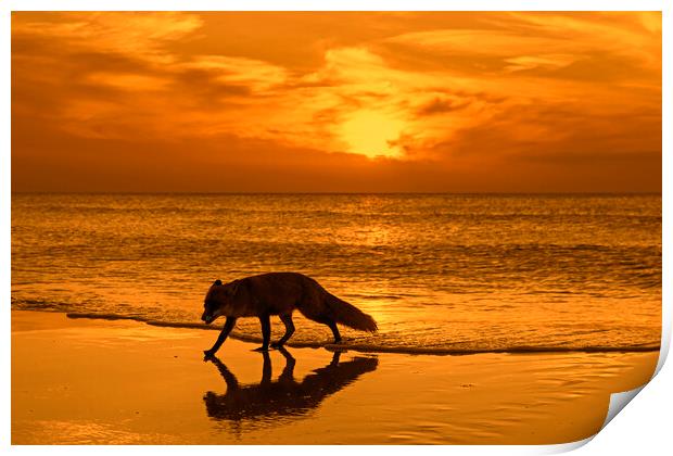Red Fox on the Beach at Sunset Print by Arterra 