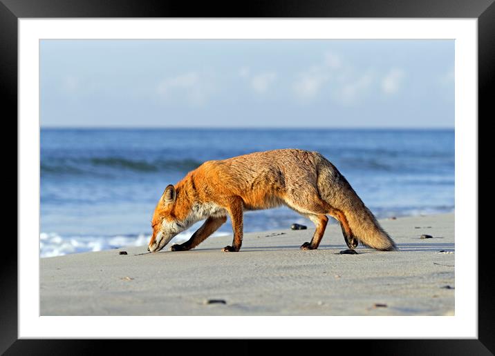 Red Fox on the Beach Framed Mounted Print by Arterra 