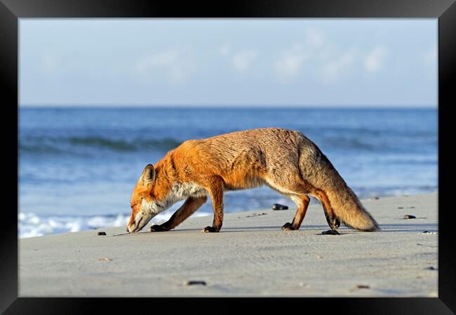 Red Fox on the Beach Framed Print by Arterra 