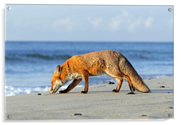 Red Fox on the Beach Acrylic by Arterra 
