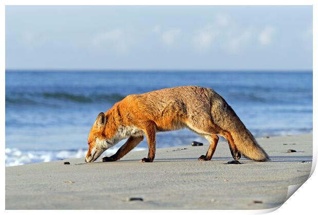 Red Fox on the Beach Print by Arterra 