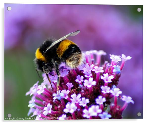 Bumble bee at work Acrylic by craig hopkins