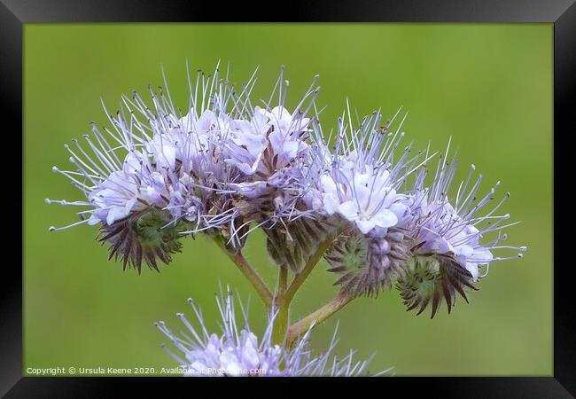 Phacelia tanacetifolia  Framed Print by Ursula Keene