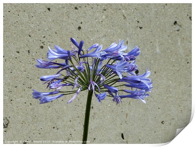 Single Blue Agapanthus Print by Ursula Keene