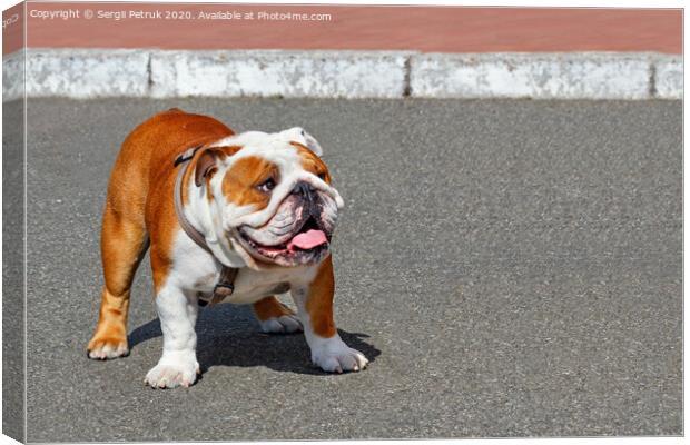 Portrait of a large English Bulldog with a leather collar walking on the asphalt sidewalk. Canvas Print by Sergii Petruk