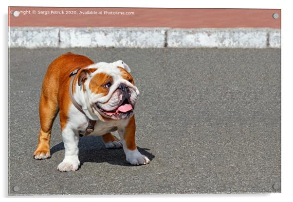 Portrait of a large English Bulldog with a leather collar walking on the asphalt sidewalk. Acrylic by Sergii Petruk