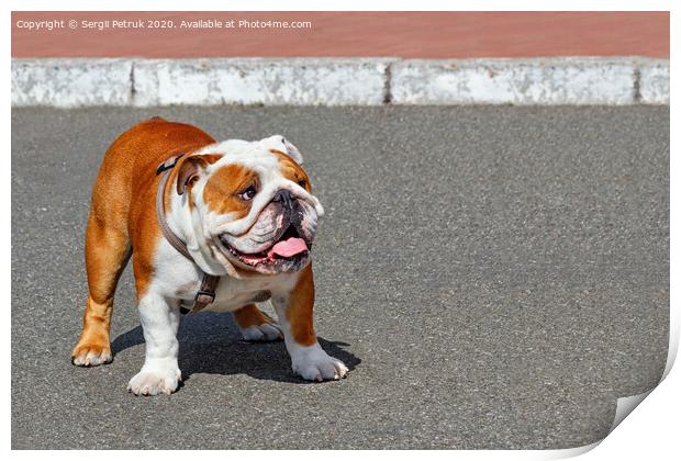 Portrait of a large English Bulldog with a leather collar walking on the asphalt sidewalk. Print by Sergii Petruk